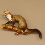 GTK - Geweihe & Trophäen KRUMHOLZ Marder auf AST Präparat Taxidermy Deko Tierpräparat 89.5.205