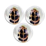 JECOMPRIS 3 STÜCKE Teiliges Bernstein Echten Insekten Harz spezimen für Lehrreiches Beobachtungsspielzeug Naturgetreu Langlebig für Sammlung und Unterricht