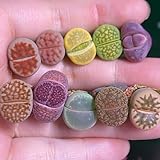 ❀10 Lithops Mix bunte lebende steine 0.8-1cm Sukkulenten YizikiGarten