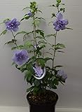 Hibiscus gefüllt blau blühend Hibscus Blue Chiffon - R - 40-60 cm hoch im 3 Liter Pflanzcontainer