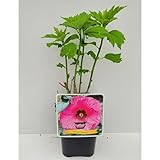 XXL Hibiscus moscheutos ‘Fantasia’ – Riesenhibiskus Staudenhibiskus mit extra großen rosa Blüten, winterhart & mehrjährig, ideal für Garten, Terrasse & Kübel
