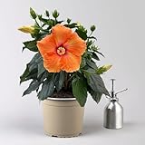 Hibiskus, orange, Topf-Ø 17 cm
