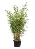 Bambus China Rohrgras Fargesia murielae Jumbo 60-100 cm hoch im 5 Liter Pflanzcontainer