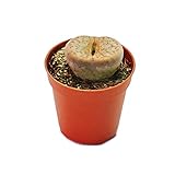 Exotenherz - Lithops - Lebender Stein - im 5,5cm Topf