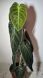 AUSVERKAUF : Zimmerpflanzen : Philodendron melanochrysum - Kletternder Baumfreund - Zimmerpflanze