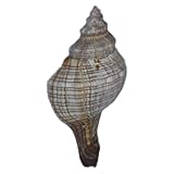 echte Trapez-Bandschnecke ca. 10-15cm fasciolaria Trapezium/echte Muschel/Muscheldoration/Fischernetzdekoration