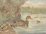 Märzente. Anas boschas L., Weibchen. Dunenjunge. Chromolithographie.