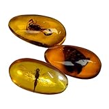DRXRD Künstlicher Bernstein 3er Set, 8 x 4cm Bernstein Insekt Fossil, Kunstharz Insekt Taxidermie Stein Ornament, für Sammlung und Dekoration B