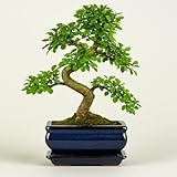 Chinesische Ulme Bonsai Baum, ca. 8-9 Jahre alt, 35-40 cm Höhe - Pflegeleichter Indoor Bonsai für Anfänger & Profis, Dekoratives Zimmerpflanze, Ideal für Büro & Zuhause
