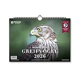 Greifvögel 2026