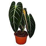 Exotenherz - Philodendron melanochrysum - der schwarz-goldene Baumfreund - 20cm Topf