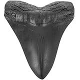 MAGICLULU Megalodon-Zahnfossil Haifischzähne Haifischzahn Sammlerstück Megalodon-Haiezahn Megalodon-Zähne deko Modelle Ornament Probe Schreibtisch Handhaben Graben Replik Student Figur Harz