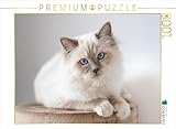 CALVENDO Puzzle Heilige Brima Katze - Kalani | 1000 Teile Lege-Größe 64 x 48 cm Foto-Puzzle für glückliche Stunden