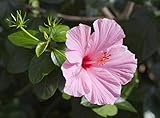Hibiskus von China"Hibiscus rosa-sinensis" Ibiscus Topfpflanze ø19 cm
