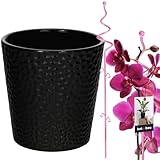 KOTARBAU® Blumentopf Schwarz Keramik glasiert 11 cm mit Pflanzenstütze Rosa PVC 58 cm Orchideentopf Keramik mit Blumenstütze Rankhilfe Pflanztopf Orchideenstab Stützstab dekorative Pflanzenhalter