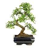 Bonsai Baum mit Keramik Blumentopf - Ligustrum, Ficus, Carmona, Podocarpus, Chinese elm - ca. 6-9 Jahre (20cm Schale ca. 8 Jahre, Chinese elm P20 S)