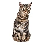 younikat Katzen Fensterbild I lebensecht groß I beidseitig Bedruckt I Fenster-Aufkleber I statisch haftend I Vogel-Schutz I selbstklebend wiederablösbar I dv_949