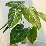 Philodendron, nachhaltige geschenke Philodendron melanochrysum, geschenke für pflanzenliebhaber luftreinigende zimmerpflanzen garten indoor 150Samen