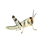 Feeders & More - Heuschrecken - Wüstenheuschrecken MITTEL - 100 Stück - Lebendfutter Insekten Wuestenheuschrecken - Futter für Reptilien, Bartagamen und Amphibien - Futterinsekten & Haustierfutter