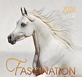 Fascination 2026: Arabische Pferde