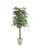 Maia Shop | Ficus | Kunstpflanzen | Künstlicher Baum | Maße: 150 x 70 cm | Künstliche Pflanzen | Fake Plant | Plastik Pflanze | Ficus Benjamini | Deko | Deko Wohnzimmer