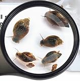 Lebendfutter Blasenschnecken klein 5X 90ml Fischfutter SAHAWA Futterschnecken für Kugelfische und Schmerlen