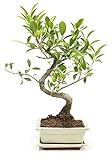 Bonsai Ficus benjamina, S-Form, echter Zimmerbonsai im 8x15cm Keramiktopf, Birkenfeige, Höhe ca. 30cm