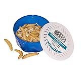 Feeders & More - Bienenmaden lebend - 1x 40 Stück - energiegeladene Maden als Angelköder u.a Forelle, Karpfen, Schleie - Bienenmaden lebend zum Angeln oder als Lebendfutter - Angelköder lebend