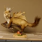 GTK - Geweihe & Trophäen KRUMHOLZ Wolpertinger Marder mit Darmhirsch Stange Wolpi Präparat Rehgeweih und Zähnen Höhe 47 cm 86.10.19