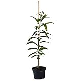 Esskastanienbaum Doré de Lyon veredelte Esskastanie geschmackvolle Marone ca. 60-100 cm 7,5 Liter Topf