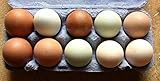 10+2 bunte Hühner-Eier aus Freiland Haltung, direkt vom Bauernhof mit Kräuter Fütterung, tages-frische Delikatesse aus der Altmark, auch als Bruteier für Selbstversorger