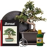 Anfänger Bonsai-Set Ulme - 6 teilig - ca. 30cm hoher Ulmen-Bonsai, 1 Schere, 1 Untersetzer, 1 Arbeitsdrehteller, 1 Flasche Dünger, 1 Bonsaibuch