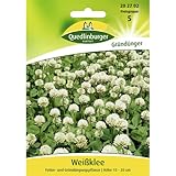 Quedlinburger Saatgut Weißklee Samen