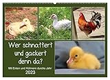 Wer gackert und schnattert denn da? Mit Enten und Hühnern durchs Jahr (Wandkalender 2023 DIN A2 quer), Calvendo Monatskalender