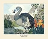 Der Dodo Kapuzentragender Nachtvogel flugunfähig ausgestorben Zötl A3 21