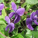 6x Duft-Veilchen - Viola odorata - Topf 9x9cm