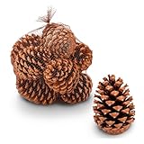 NaDeco Maritima-Zapfen Set 10 Stück, 10-14cm, Pinus Pinaster große Deko-Zapfen Tannenzapfen, Adventskranz & Weihnachts-Dekoration, Natürlich Groß zum basteln, Weihnachtsbaum & Advents-Gesteck