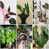 PhilodendronSamen, gartendeko für draußen Philodendron melanochrysum, zimmerpflanzen wohnzimmer indoor geschenke 50pcs