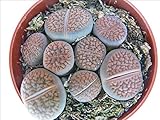Exotenherz - Lithops - Lebender Stein - mehrere Pflanzen im 8,5cm Topf