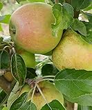 Finkenwerder Herbstprinz, alte Apfelsorte, Buschbaum (kleinbleibend), 120-140cm im Topf, Synonym Hasenkopf