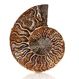ANCLLO Ammonit Fossil Schnecke Exemplar Ammonit Fossil Exemplar Muschel Natursteine und Mineralien mit antiker Geschichte Retro Stil