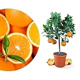 Meine Orangerie Orangenbaum Mezzo - echte Orange - Zitruspflanze - 70 bis 90 cm - Citrus sinensis - Orange Tree - veredelter Apfelsinenbaum in Gärtner-Qualität