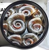 Lebendfutter Verschiedene Sorten zur Auswahl 45ml oder 90 ml (Posthornschnecken 90 ml) SAHAWA Fischfutter