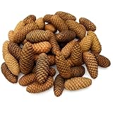 NaDeco Fichtenzapfen Natur – 1kg (ca. 35–45 Stück) | Tannenzapfen getrocknet für Weihnachtsdeko, Basteln & Adventsdeko | Naturzapfen der Rotfichte (Picea Abies)