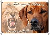 Petsigns Rhodesian Ridgeback - Hundeschild - Metallschild - Warnschild bis DIN A3 bestellbar, DIN A4