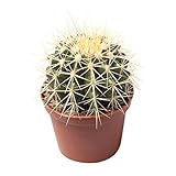 Goldkugelkaktus Echinocactus Grusonii 12 cm Ø - Pflegeleichter Zimmerkaktus für Innen- & Außenbereich - Schwiegermutterstuhl
