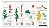 Nadelbäume - Oh Tannenbaum - Tanne - Fichte - Kiefer - Lärche - Wawra Naturpostkarte Nr. 35 zum Entdecken, Beobachten, Bestimmen - 22 cm x 12 cm