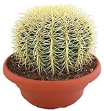 Fangblatt - Echinocactus grusonii - XL Schwiegermutterstuhl - großer Kaktus Ø 20 cm - außergewöhnliche Sukkulente