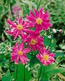 Anemone japonica 'Prinz Heinrich' 9x9 cm Topf – Winterhart & Mehrjährig & Pflegeleicht – Japan-Herbstanemone – Staude für Beet & Rabatte