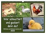 Wer gackert und schnattert denn da? Mit Enten und Hühnern durchs Jahr (Wandkalender 2023 DIN A3 quer), Calvendo Monatskalender